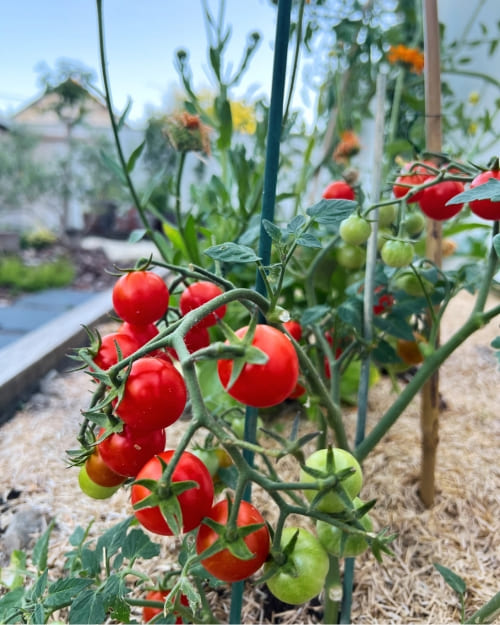 Jardin et potager de la maison d'hôte à Sucé-sur-Erdre