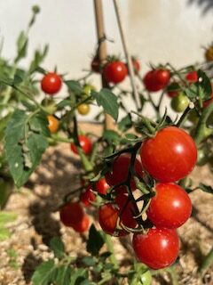 photo tomates openPro